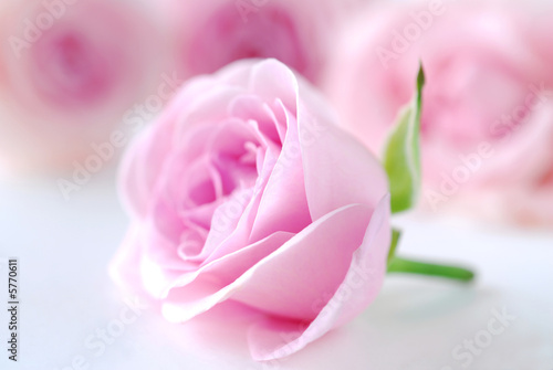 Fototapeta Naklejka Na Ścianę i Meble -  pink rose