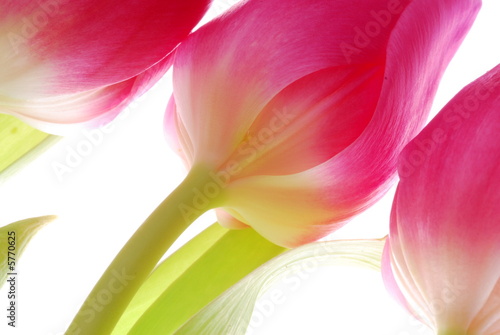 close up of pink tulips