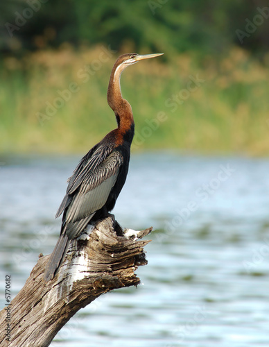 African Darter (Anbinga malenogaster)