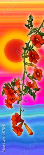 bignonia al tramonto