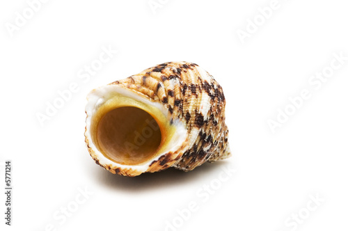 Sea shell isolated on the white background