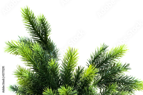 Close up of fir tree brach isolated on white
