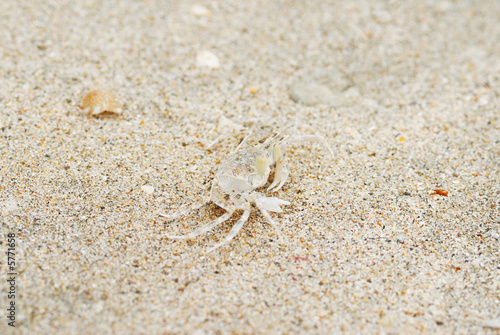 Crab masking in sand