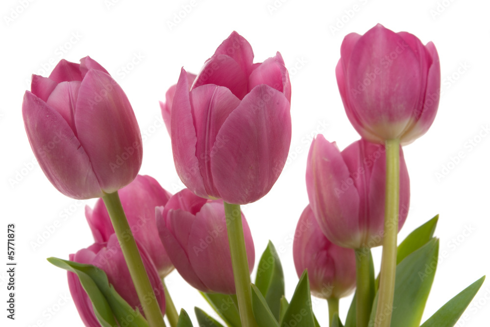 Beautiful tulips Beautiful tulips