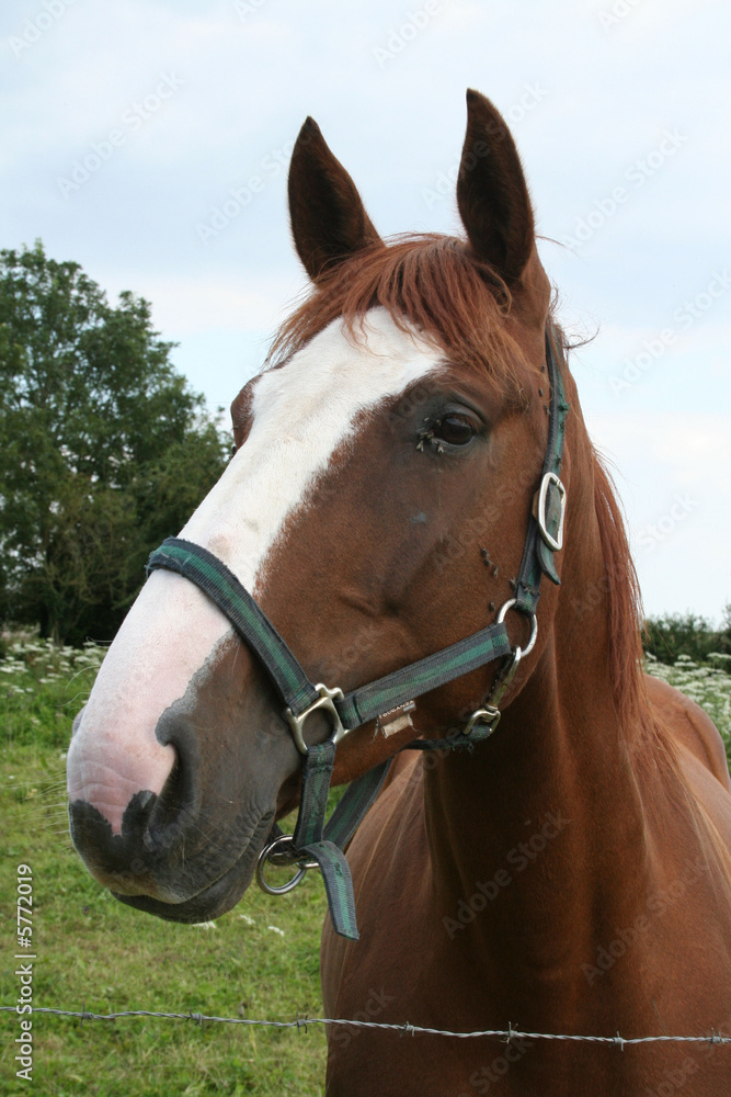 cheval dans son enclos cheval dans son enclos