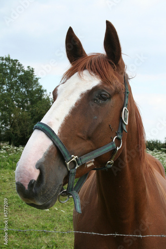 cheval dans son enclos
