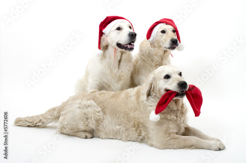 christmass dogs