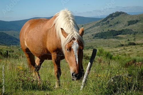 Grazing Comtois draught horse photo