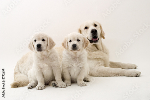 dogs family