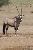 Gemsbok standing in the open in the Kalahari