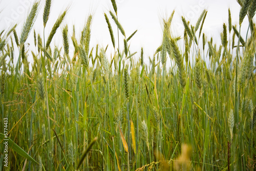 Champs de blé