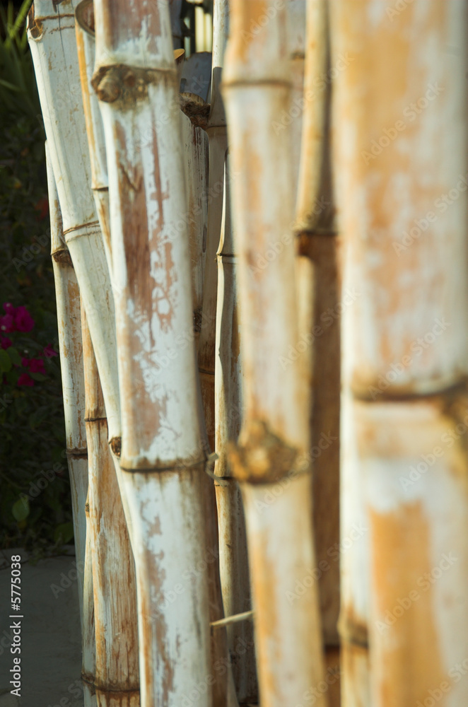bamboo bamboo