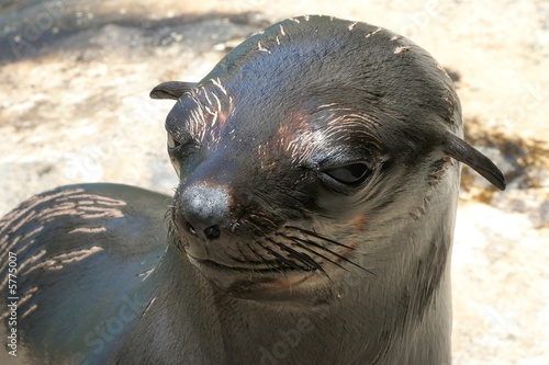 Young Cape fur seal peering at camera