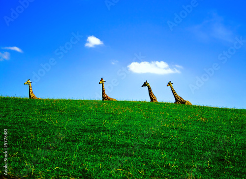 Photography Giraffes