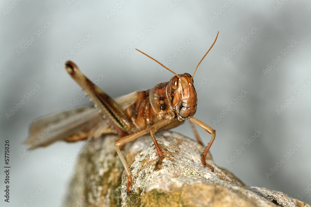 Heuschrecke Heuschrecke