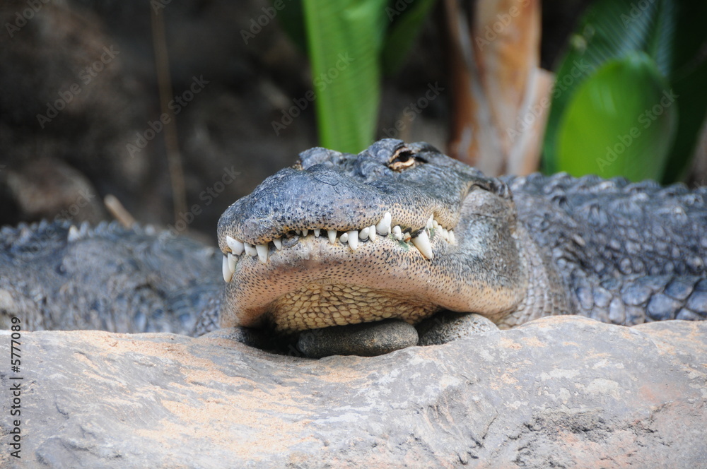 Obraz premium krokodil