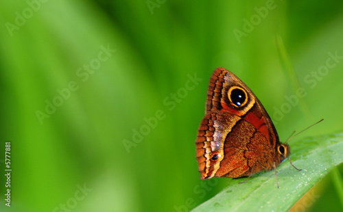 tropical butterfly