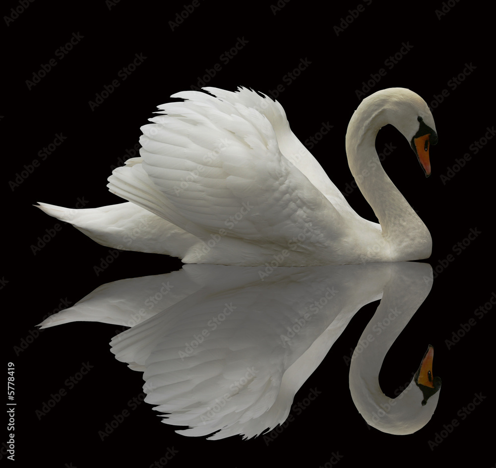 Fototapeta premium Reflected Swan
