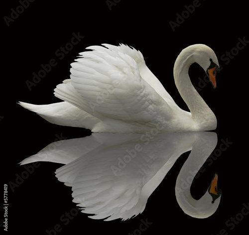 Fototapeta Reflected Swan