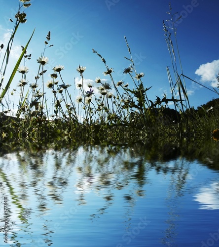 Daisy meadow reflection