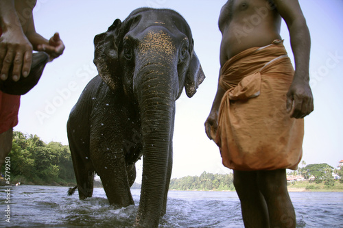 Photography elephant coming out after bath, south india