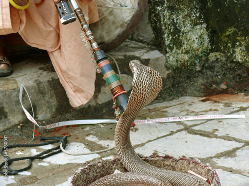 king cobra with trainer, rishikesh, india