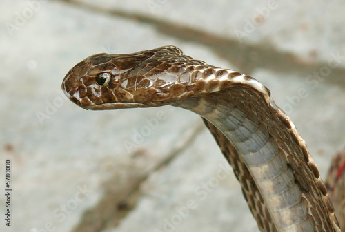 closeup of king cobra, rishikesh, india