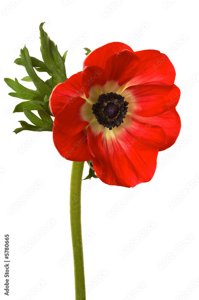 Beautiful brightly red flower on a white background Beautiful brightly red flower on a white background