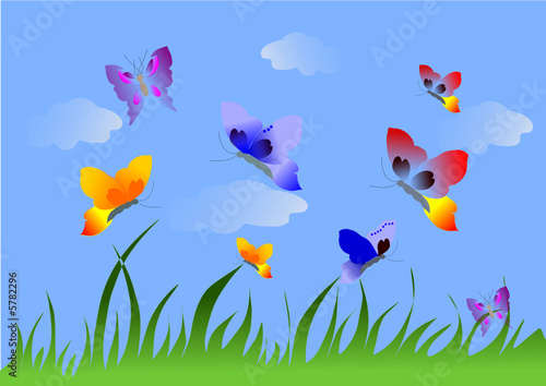 champ de papillons