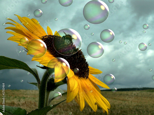 Fototapeta Naklejka Na Ścianę i Meble -  tournesol et abeille