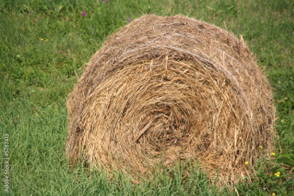 wheat sphere in a field ready for transport wheat sphere in a field ready for transport