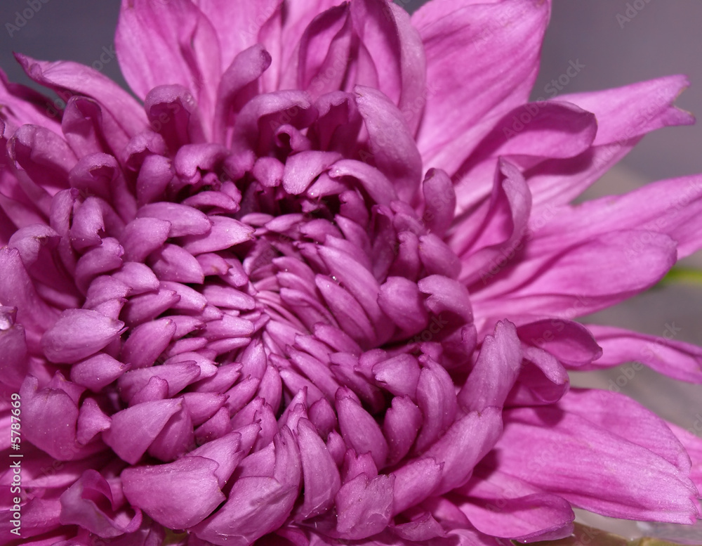 flower, chrysanthemum