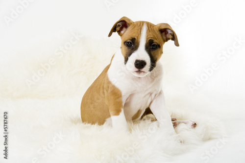 Fototapeta Naklejka Na Ścianę i Meble -  american staffordshire puppy