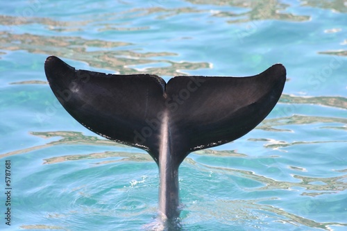 Tail fluke of a common bottlenose dolphin