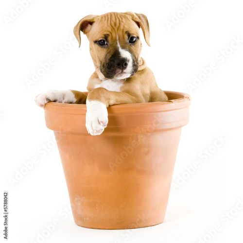 sweet puppy