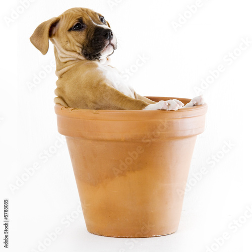 puppy 
