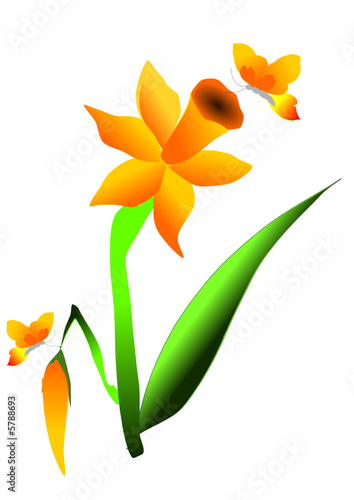 jonquille et papillons