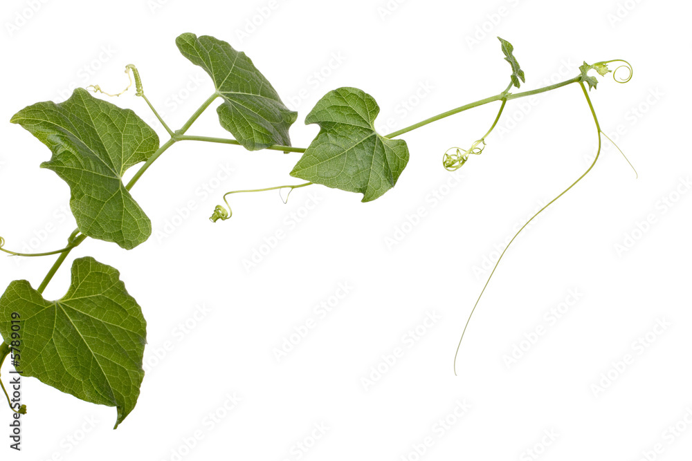 growing Christophile plant on white background with copyspace growing Christophile plant on white background with copyspace