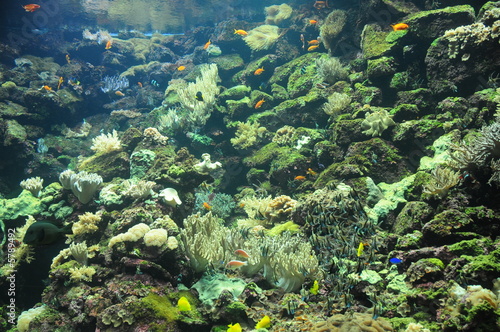 unterwasserwelt