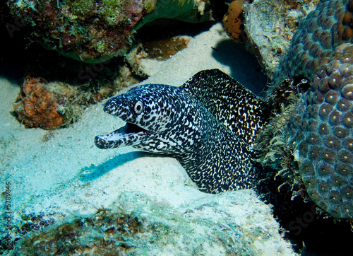 A Spotted Murray Eel in the Caribbean Sea