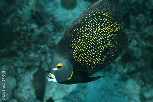 A French Angelfish in the Caribbean Sea