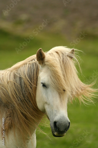 Iceland horse © tracker