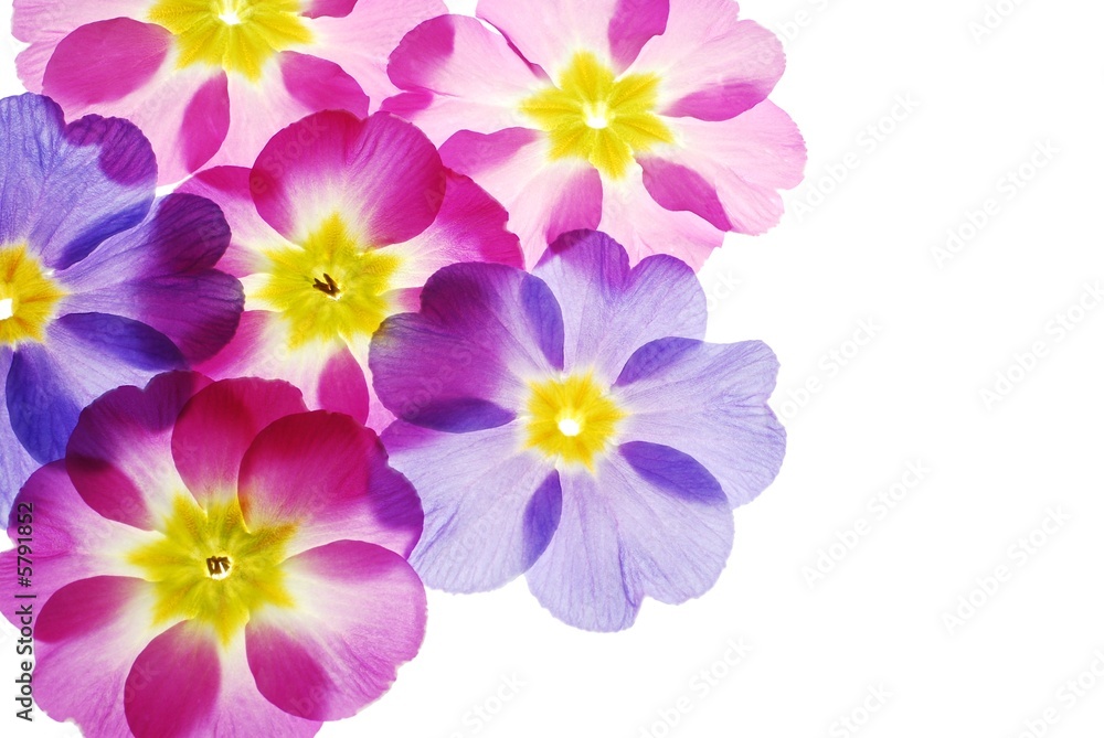 Close-up of pastel primula flowers against white background Close-up of pastel primula flowers against white background
