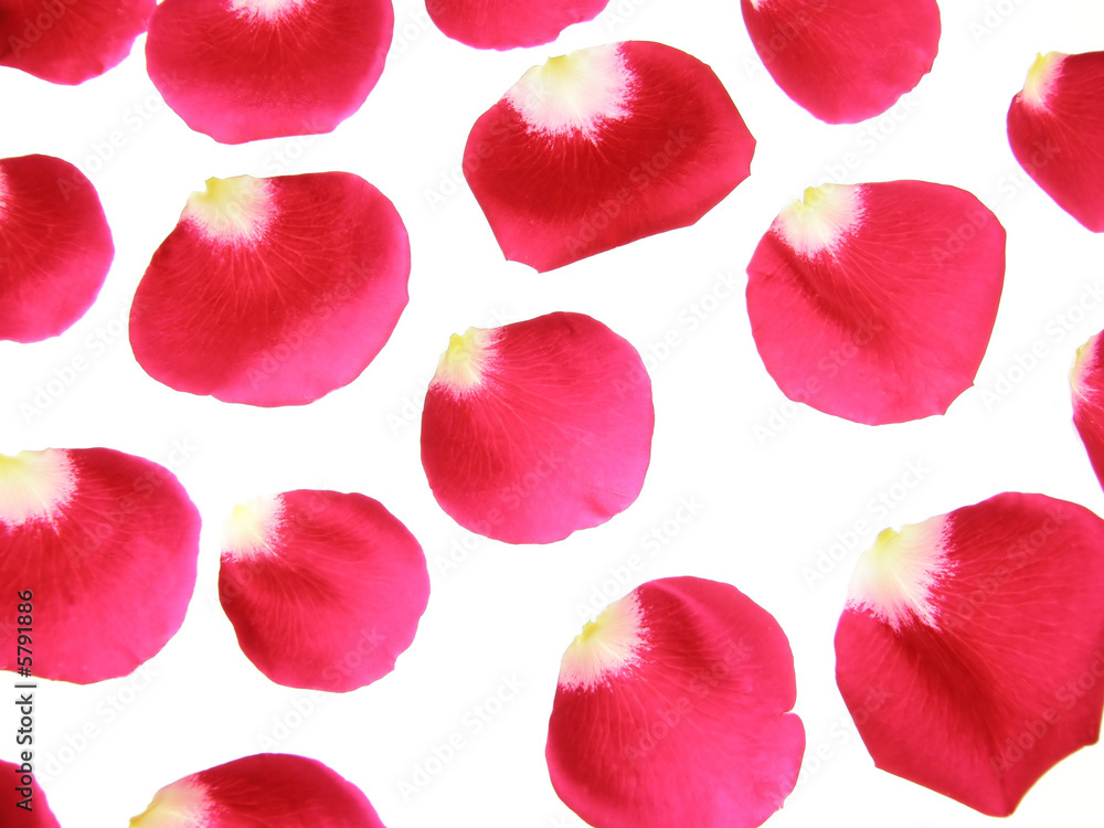 Close-up of red rose flowers petals against white background Close-up of red rose flowers petals against white background