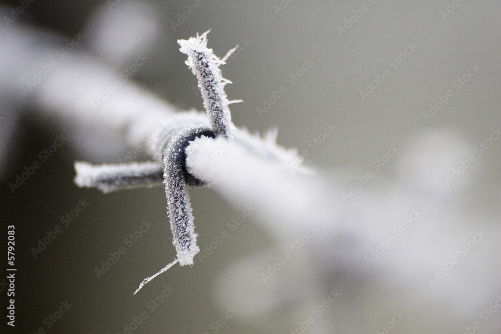 Obraz premium barbelé