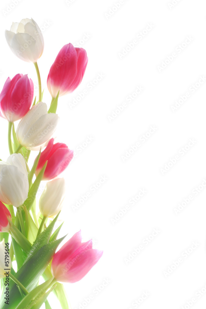 white and red tulips against white background
