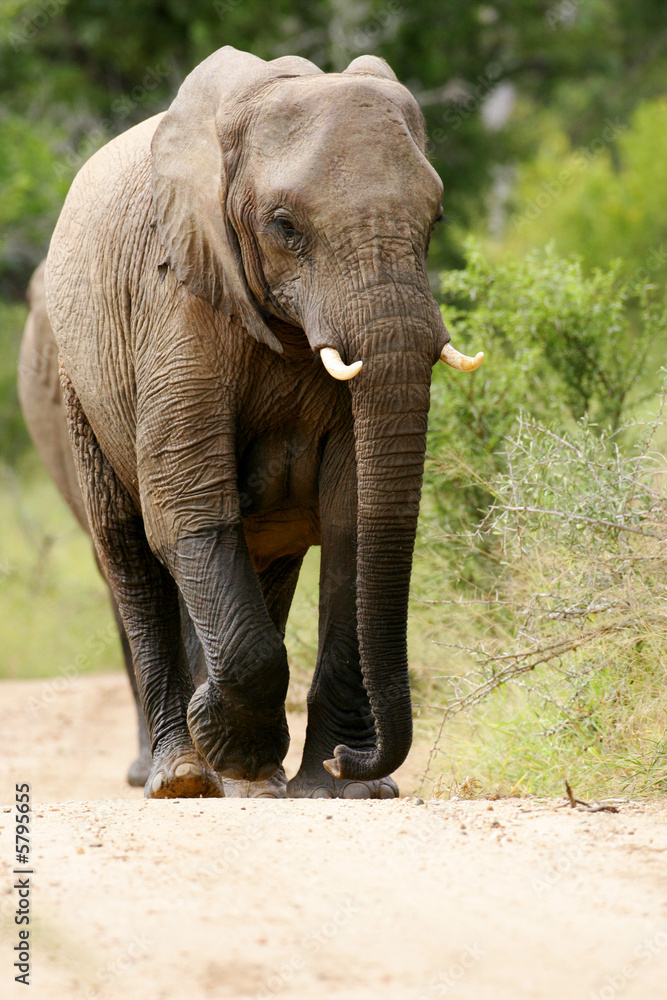 Fototapeta premium African Elephant