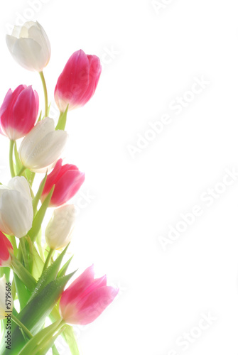 Fototapeta Naklejka Na Ścianę i Meble -  white and red tulips against white background
