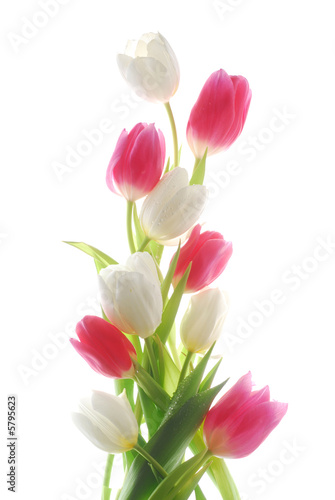 white and red tulip flowers #5795623