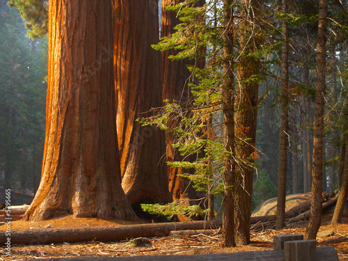 Three majestic sequoias standing tall in partial sunlight photo